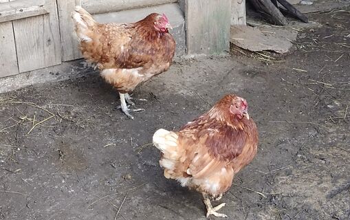 Курам в апреле - обязательно: 1 горсть в кормушку - и яиц видимо-невидимо, срочное восстановление после зимы 