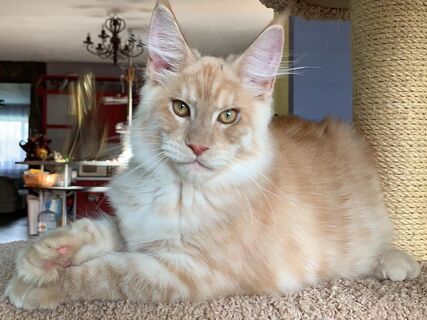 Не только мейн-куны: какие породы кошек любят воду - без нее жизни не представляют