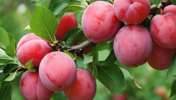 Не абрикос и не слива: растет в любом климате - сладкие плоды хоть для варенья, хоть для компота 