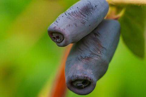 Как сойдет снег – сразу: 2 ложки в воду – и жимолость завалит урожаем: ягоды вырастут размером с палец и слаще меда   