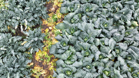 Лью 1 ложку в ведро: Крестоцветная блошка горит в аду - капуста, редис и щавель спасены