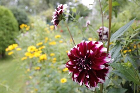 Опытные дачники скупают это коробками: урожая будет завались – вредители и болезни отпрянут как от огня