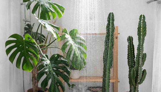 Душ для комнатных растений: спасение или тихая гибель — ошибка, которую делают все