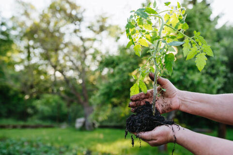 Щепотка порошка в лунку – и рассада станет богатырской: листья зеленее изумруда – кусты мощные и коренастые