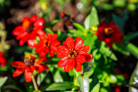 Ландшафтный дизайн на минималках. 6 самостоятельных цветов: радуют до холодов, уход не нужен — посадили и забыли