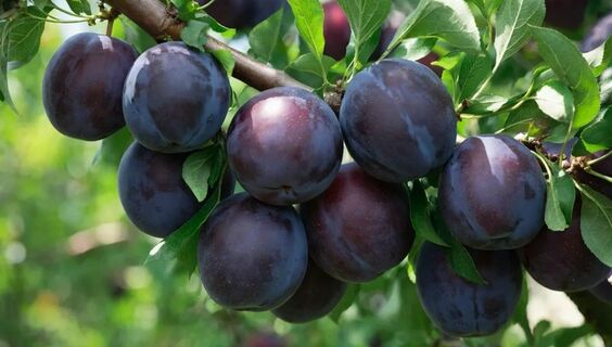 Не персик и не слива: плоды слаще меда, растет без хлопот хоть в Сибири, хоть на юге - чудо селекции