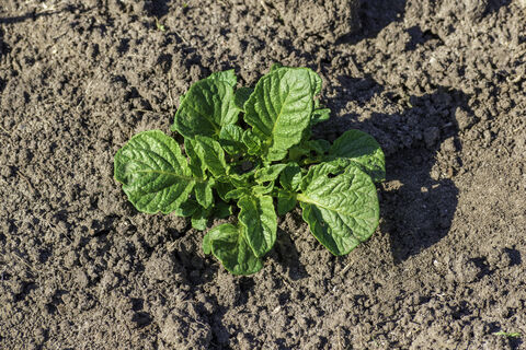 Для картофеля весной - обязательно: спасаем его от возвратных заморозков на раз-два - всего одно действие