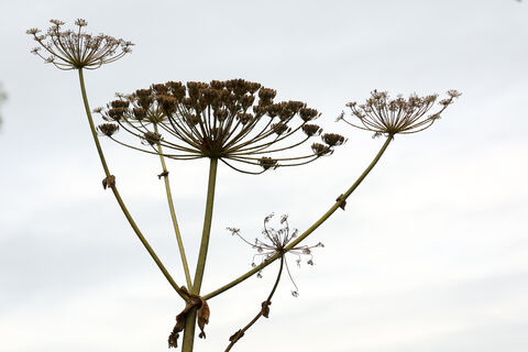 «Чёрная книга» Петербурга: город объявил войну «зелёным захватчикам»
