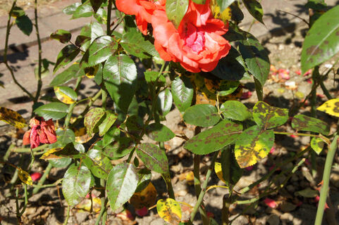 Розам весной — обязательно: смешали 1:2 — марсонина не подступится, листья как изумруд, без единого пятна