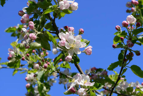 Яблоне в апреле – обязательно: 1 г на 20 л – и полчища вредителей уйдут в тень