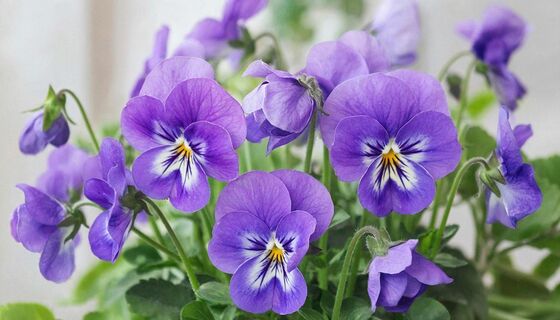 Фиалке в марте - важнее полива: 1 щепотка под куст - и сенполия вся покроется бутонами к апрелю 