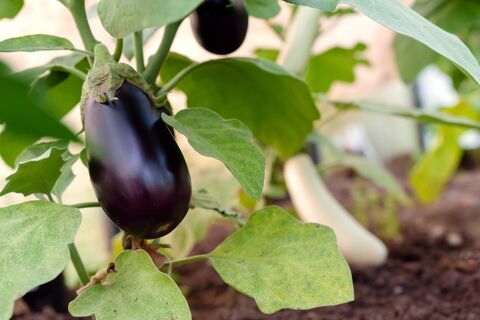 Когда и как сажать баклажаны в открытый грунт: все нюансы посадки "синеньких" — от Лунного календаря-2026 до укрытия