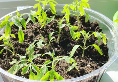 При появлении всходов томатам - важнее фитолампы: 1 ложка под корешок - и рассада потолстеет на глазах, корни как у дуба 