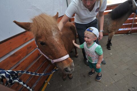 пони, ребенок, зоопарк