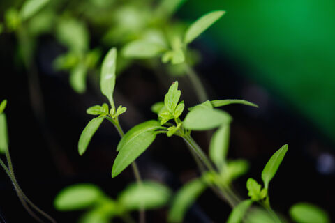 Появились петельки томатов - пора действовать: 1 г в воду - и рассада станет крепче векового дуба