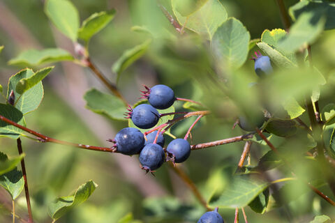 Посадили раз – урожая правнукам хватит: зачем выращивать иргу – не только ради ягод