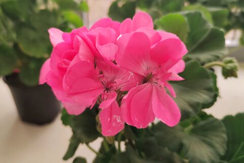 Какая жидкость для герани нужнее воды: всего 1 стакан под корень - и пеларгония цветет 11 месяцев в году