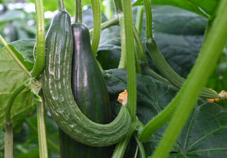 Почему огурцы растут крючком – 3 главные причины: как вернуть ровный урожай без горечи
