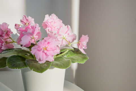 2 горсти в воду - и у фиалки откроется "второе дыхание": начнет штамповать бутоны без перерыва уже в марте