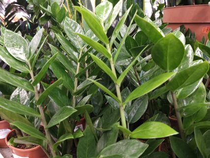 Даже дохлый замиокулькас "слетит с катушек": будет впускать побеги как ненормальный – простая подкормка