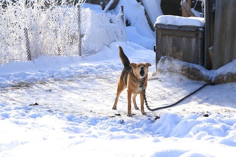 Городовой ру