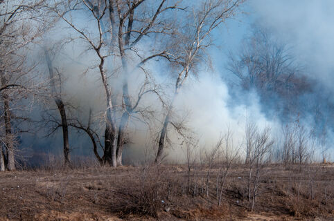 Без дыма и огня: Петербург прожил 2025‑й без лесных пожаров