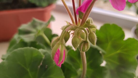 Герани в апреле - важнее тепла: 0.2 г в воду - и к маю взрывное цветение обеспечено, в бутонах весь куст 