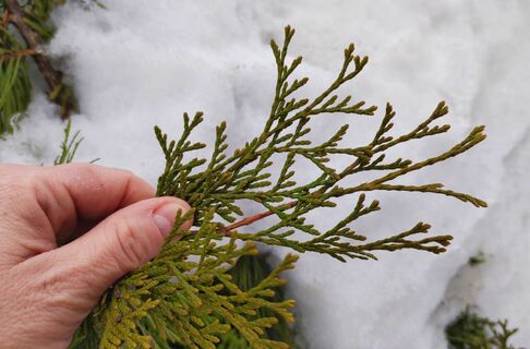 После схода снега туе - сразу же: 1 ложка в ведро - и никакой желтизны, срочная реанимация 