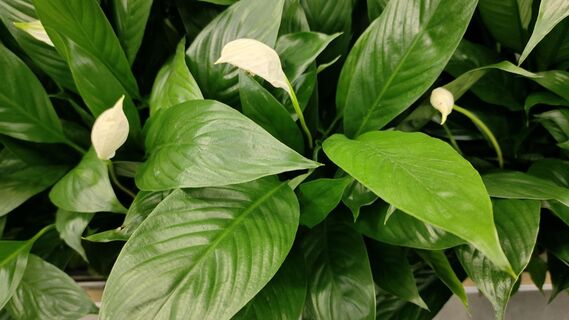 Спатифиллуму в марте - обязательно: 1 ампула под корень - и "женское счастье" покроется цветами к апрелю, никаких сухих кончиков