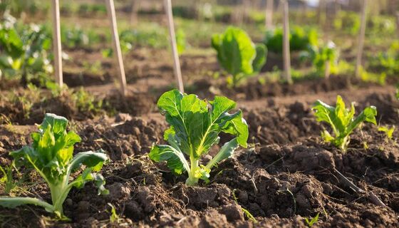 Посеяли рано — потеряли урожай: когда на самом деле лучше сажать капусту