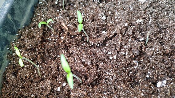 При появлении двух листочков - обязательно: 1 капля под корень - и рассада перцев попрет как на допинге, станет коренастой и рослой 