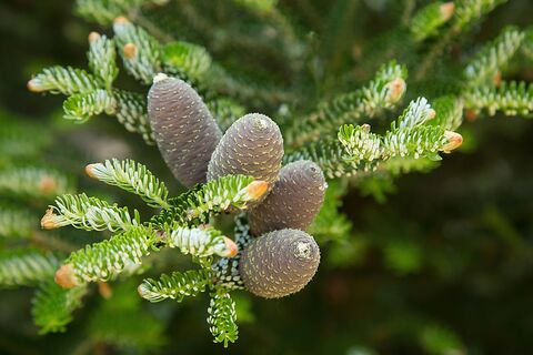 Раскидала лесное "сокровище" по участку — урожаем завалило: бесплатно и без вредной химозы