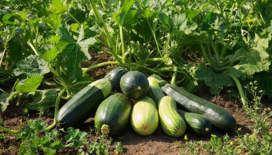 Даже если всё делаете неправильно — они всё равно вырастут: 5 сортов неубиваемых кабачков