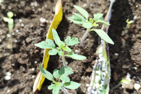 Томатам после 1 апреля - обязательно: 100 г в воду - и рассада как с цепи сорвалась, толстая, коренастая, зеленая 