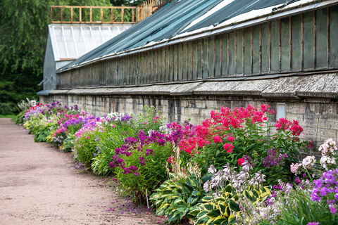 Цветут ковром без хлопот, как магнит притягивают опылителей: 3 роскошных цветка для занятых садоводов 