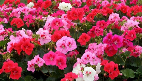 Голые стебли исчезнут: один трюк — и ваша герань станет шаром из цветов