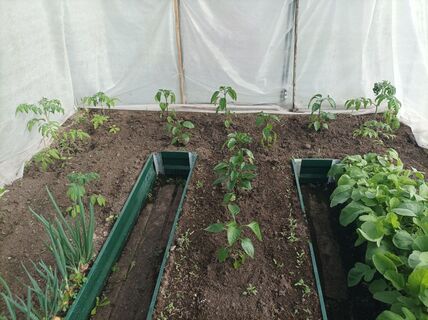 2 грошовых компонента заменят тонны навоза: засыпал весной - превратил бедную почву в чернозем