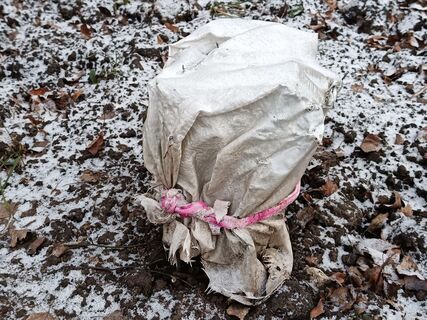 Если по прогнозу заморозки – бегом: что сделать, чтобы растения не померзли – укрытие не панацея