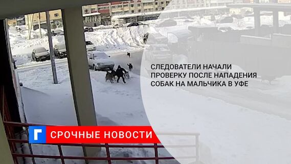 СК начал проверку после нападения стаи собак на мальчика в Уфе