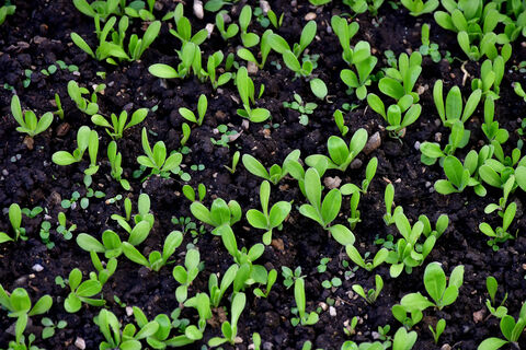 Готовлю 1 удобрение - поливаю всю рассаду: Растёт жирной, ствол - толщиной в палец