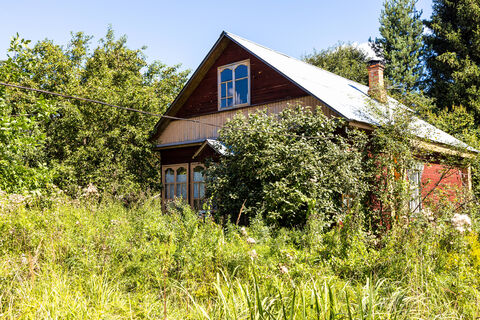 Этот лесной эликсир – находка для вашего сада: и урожай в разы повысит – и вредителей отпугнет