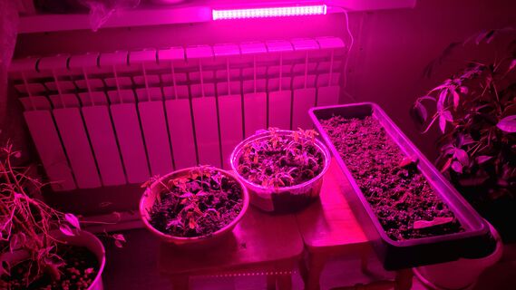 Фатальные ошибки с фитолампой: 99% дачников губят рассаду, не подозревая об этом - внимание на свет, спектр, расстояние 