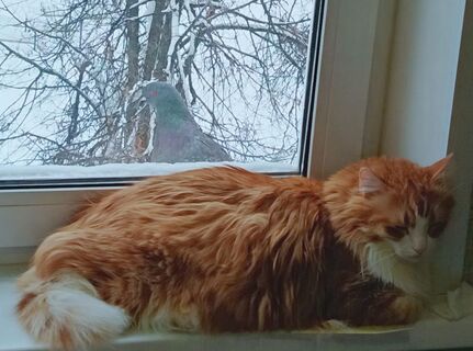 Народная примета: если голубь врезался в окно – к неприятностям, вот как отвести – 4 способа