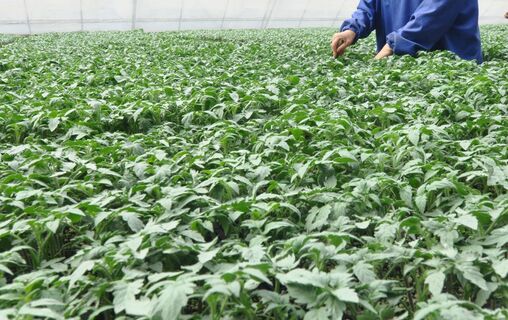 Сеять или нет: Торфяные таблетки для томатов - плюсы и минусы от экспертов