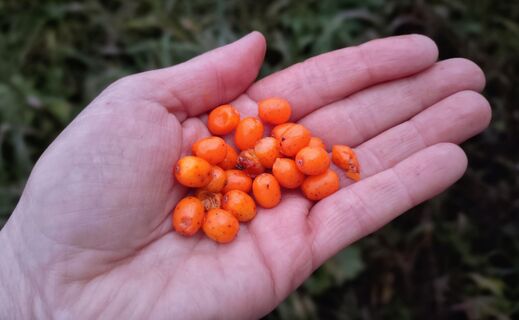 Облепихе в апреле-мае - обязательно: 1 горсть под куст - и ягоды заменят мед, никакой кислоты 