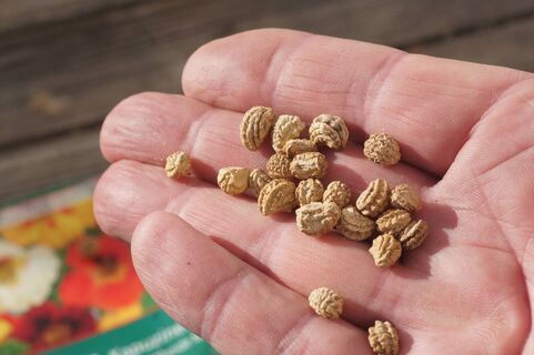 Заворачиваю семена в тряпку: И понимаю простую вещь - некоторые летят в мусор сразу