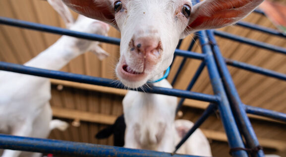 Добавили в мешанку - надои упали: какие фрукты-овощи козам дают поштучно, какие - строго нельзя