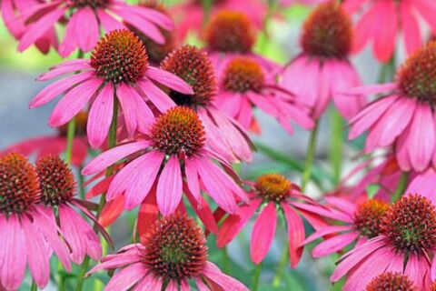 Сажаю эти многолетники в марте — и уже в этом году они радуют меня цветением: ленивый сад без хлопот