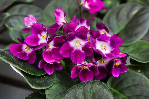 1 чайная ложка в горшок - и фиалка штампует бутоны без отдыха: не растение, а цветущее облако