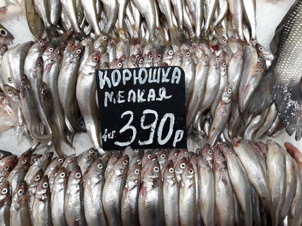 Корюшка кусает за карман: в Петербурге стартовал сезон по завышенным ценам